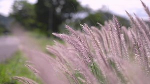 Download Close up beautiful meadow flower over the road of countryside background. spring and summer natural concept for free
