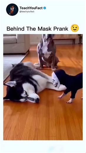 teachyoufact on Instagram: "The post features a 67-second compilation video of dogs reacting comically to Halloween-style costumes, such as ghosts, clowns, and masks, with overlaid text repeatedly stating "They were scared" to emphasise the chaotic humour. Posted on 12 February 2026 by @vegastarr , a spiritual content creator, it has garnered over 32,000 likes and 2.6 million views in under two days, indicating strong viral appeal among animal video enthusiasts. Replies split between amusement, 