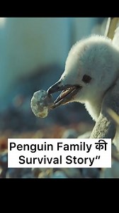 515K views · 10K reactions | “देखें कैसे भूखा Penguin chick अपने...