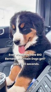 735K views · 12K reactions | There’s nothing like watching a Bernese...