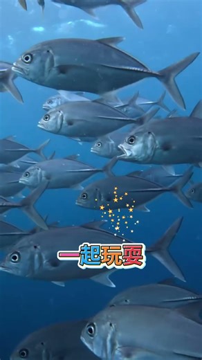 潛水時的警告信號（IG：cindyatsea）