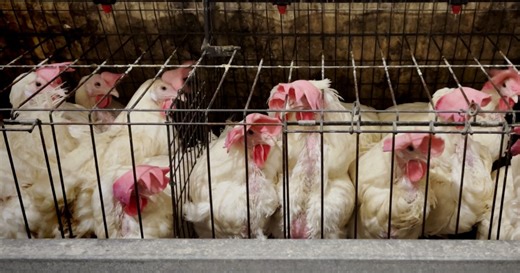 PR Tactics from Big Tobacco: How Sobeys Justifies Cage Cruelty