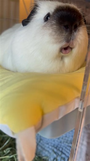 Sexy Rat 😀🐹 | Guinea Pig Lovers