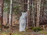 Stunning video captures a Canadian lynx wondering the woods in Minnesota