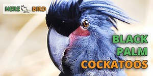 Black Palm Cockatoo Guide: Lifespan, Prices, Health, Food