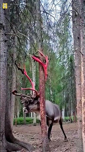 Why Do Deer Rub Their Antlers on Trees?