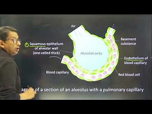 A Diagram of a section of an alveolus with a pulmonary capillary