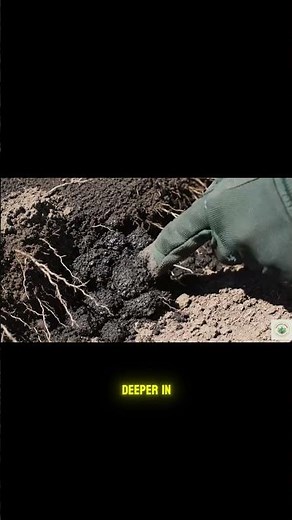 The #1 Rule For Watering Your Plants!