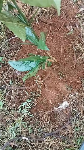 prie (@prie_jal)’s videos with suara asli - prie