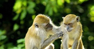 Pourquoi les singes ne peuvent-ils pas parler ?