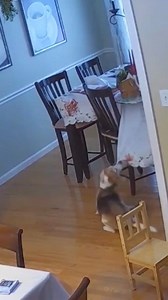 2.3M views · 21K reactions | Dogs caught on security camera doing bad things藍#dog#funny#funnyanimals#funnypets#animals #dogsofttiktok #pet #foryou #longervideos #dog #funnyvideos #pet #petlovers #funnyanimals #cute #longervideos | Funny Dog | Facebook