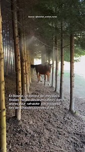 191K views · 25K reactions | Comment protéger ses chevaux de la...