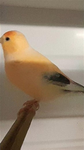 LESSER REDPOLL X WHITE NORWICH #boom #birds #british #tiktok