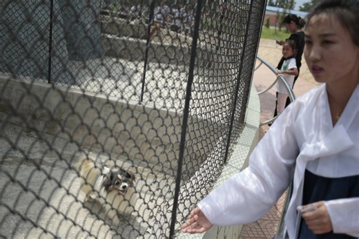 Inside world’s worst zoo in North Korea where tigers & bears fight to death