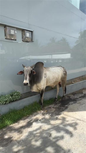 Discover the Unbelievable Animal Life in Sri Lanka