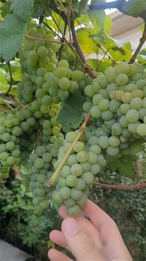 How to Make Your Grapevine Produce Plenty of Grapes