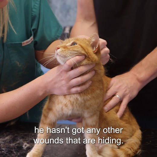 Battle wounds! Cat gets bitten and infection is spreading! 😧 | Bondi Vet
