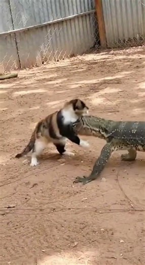 Mother Cat Defends Kittens from Giant Lizard — Chaotic Handheld Footage #animals #backflip #cat