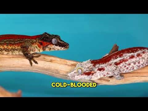Amazing Facts About Geckos You Didn’t Know