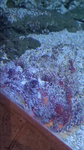 The Stonefish Is Nature’s Ultimate Camouflage