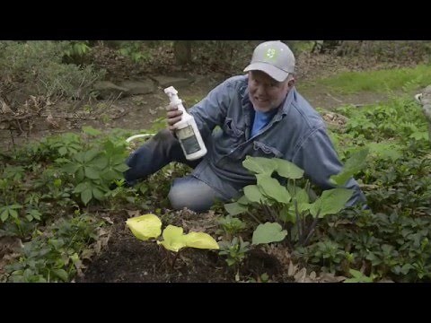 In the Garden with Doug Oster: Create a weed free garden, horizontal tomatoes and hydrangea care