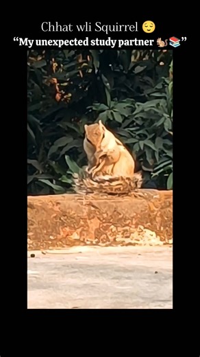 “My unexpected study partner 🐿️📚” | #studymotivation #squirrel #cuteanimals #study #shorts