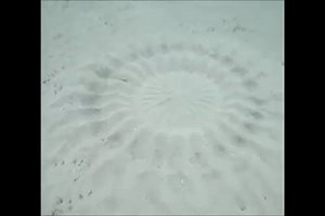 35K views · 803 reactions | Filmed by scuba diver and photographer Yoji Ookata, these tiny puffer fish create intricate patterns in the sand in hopes of attracting a mate. Marine Station Amami, in Amami Oshima, is home to several of these little artisans. | Scuba Diving Universe | Facebook
