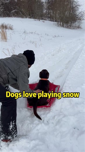 Dog vs snow =chaos ❄️ #funny #pets #dog #snow #usa