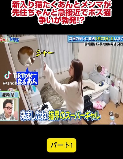 P1 愛猫と過ごす癒やしの時間