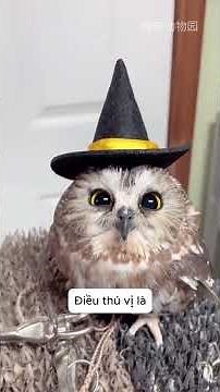 Nửa đêm giật mình luôn á bà #videoshort #pets #cuoichutthoi #viral