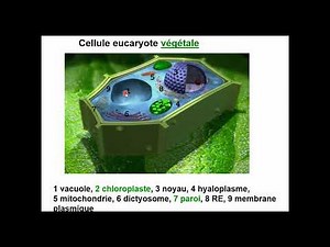 Biologie cellulaire S1 | Cellule procaryote et Eucaryote | Vidéo 2 (partie 1)