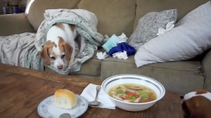 Dogs Make Cozy Chicken Noodle Soup Together