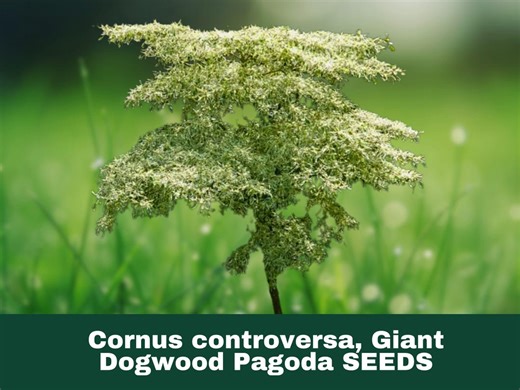 5 Seeds Pagoda Dogwood Tree (cornus Controversa) - Etsy