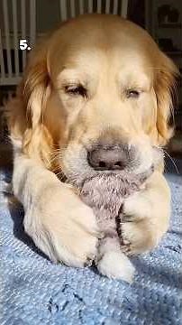 Top 5 Dogs of the Week