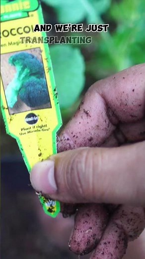 Grow Green Magic Broccoli: Easy Garden Tips! 🥦💚 #Shorts