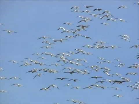 Wildlife Video Sample