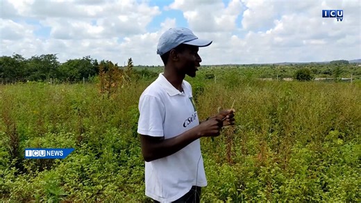 ICU STUDENTS GAIN HANDS-ON EXPERIENCE IN WEED MANAGEMENT AT CHONGWE FARM. Semester Seven and Five students from the Information and Communications University (ICU) are putting theory into practice through a field trip to Chongwe Farm, where they are undertaking practical lessons in weed management. The students are identifying different weed species and applying various control strategies, allowing them to translate classroom knowledge into real-world agricultural operations. The practical expos