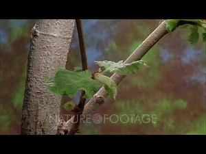 Time Lapse Sycamore Leaves Growing From Bud On Branch