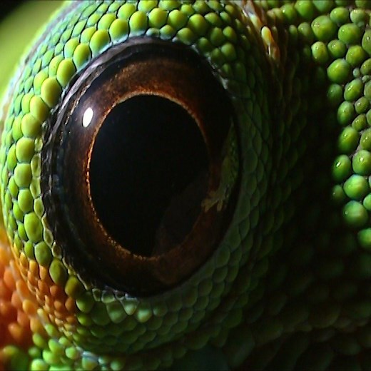Geckos don’t have eyelids, so they can't blink.👁 Instead, these reptiles lick their own corneas to keep their eyes clean and moist. #WildlifeWednesday 🦎 | Science Channel