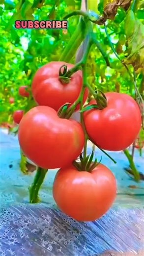 Solanum lycopersicum 🍅# Phaseolus vulgaris#new#viralshort#gardening#trending