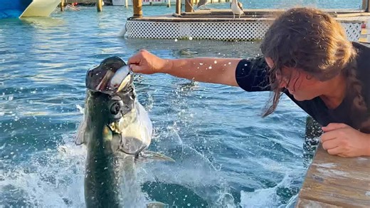 flying tarpon feeding frenzy in florida keys