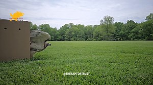 New release video for #FreedomFriday! Admit #24-60: This Red-tailed Hawk survived traumatic injuries and over 100 days in care! We captured the moment it was released. Watch the video to learn about its journey. | The Raptor Trust
