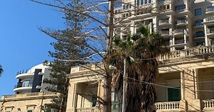 Landmark tree at Balluta Bay has long been dead