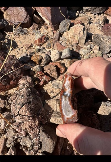 Horny Toad and Agate Discovery in Mojave Desert