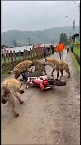La hiena ataca al motociclista con gran fuerza #shorts