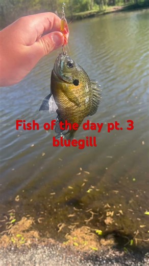 Fish of the day pt.3 bluegill #fishing