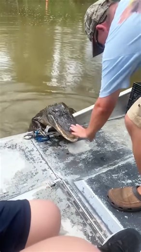 hendrix backyard | An alligator, or colloquially gator, is a large reptile in the genus Alligator of the family Alligatoridae in the order Crocodilia. The two... | Instagram