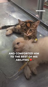 A rescue worker recorded the adorable moment a kitten feels pity for this three month old puppy that has already seen the worst of humanity. | The Kiwi
