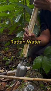 3.2K views · 45 reactions | Fresh rattan plant drink #survival #bushcraft #drink #fresh | dalemgumino | Facebook