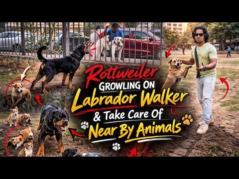 Rottweiler Growling On Labrador Walker | Take Care Of Your Community Animal During Holi | Day-633